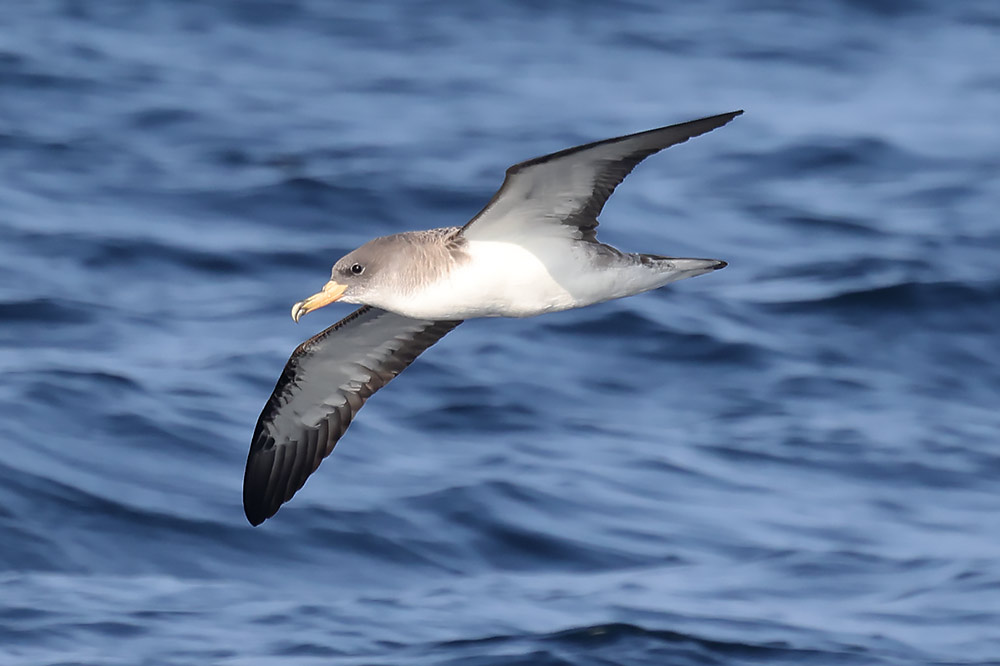 Cory's shearwater